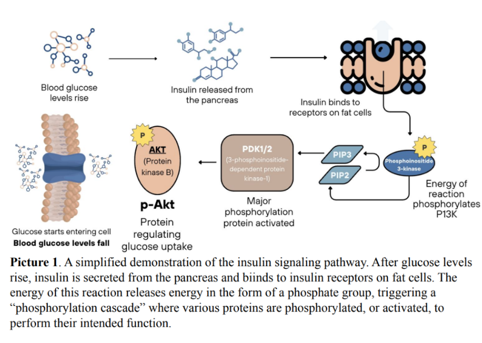 Picture 1. A simplified demonstration of the insulin signaling pathway.