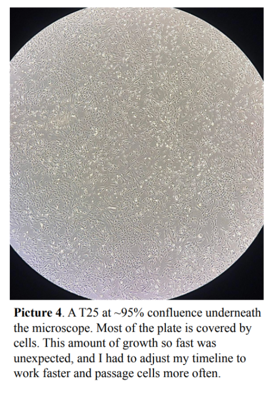 Picture 4. A T25 at ~95% confluence underneath the microscope.