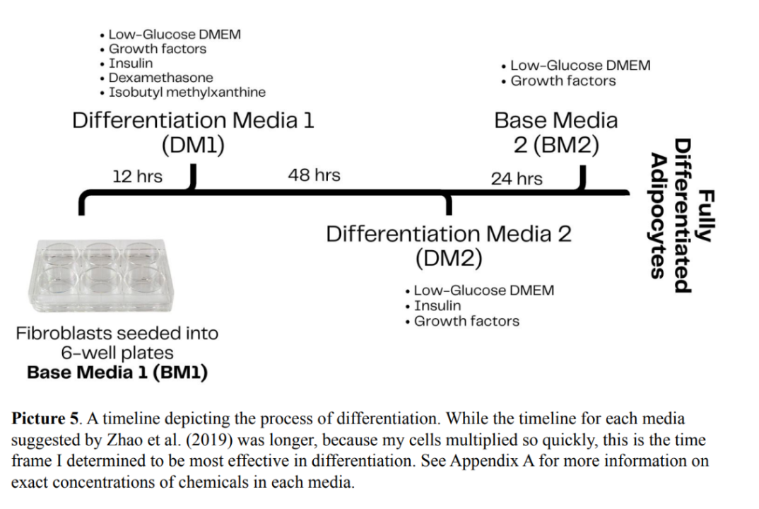 Picture 5. A timeline depicting the process of differentiation.