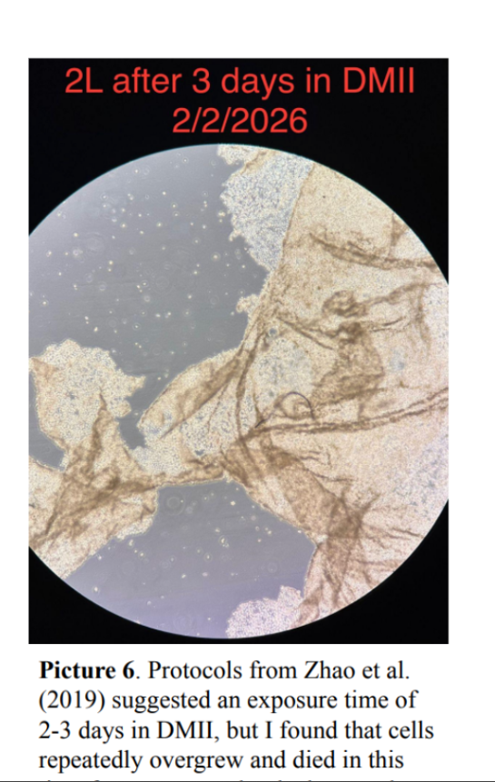 Picture 6. Cells repeatedly overgrew and died after 2-3 days in DMII.