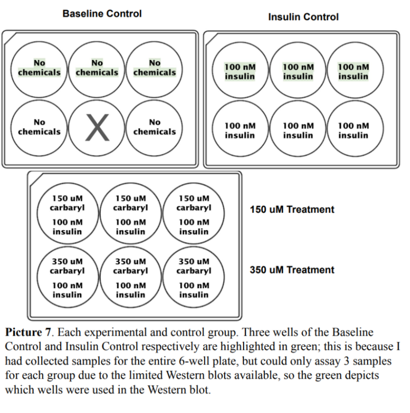 Picture 7. Each experimental and control group.