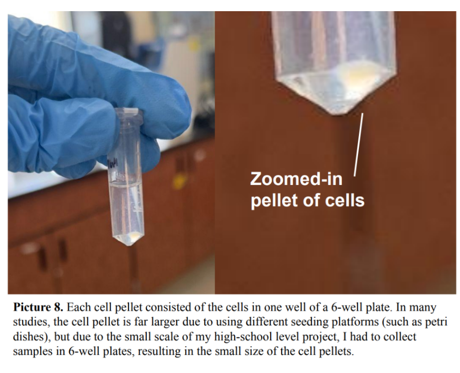 Picture 8. Each cell pellet consisted of the cells in one well of a 6-well plate.