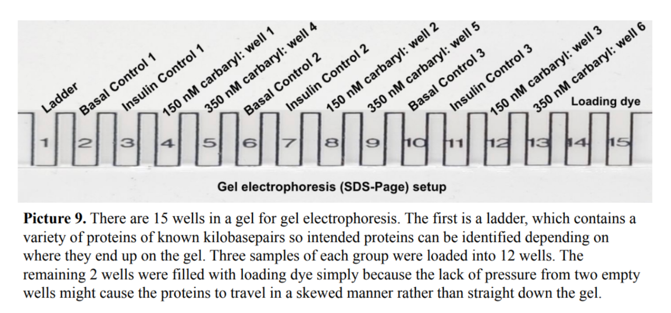 Picture 9. Gel electrophoresis (SDS-PAGE) setup.