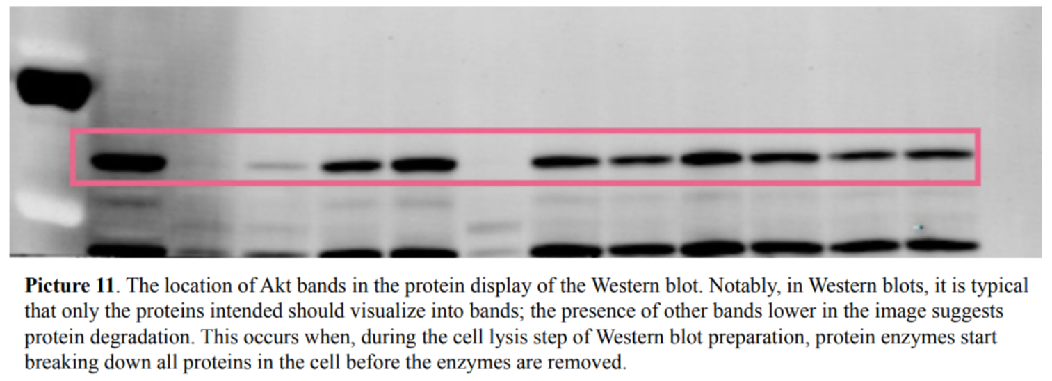 Picture 11. The location of Akt bands in the protein display of the Western blot.