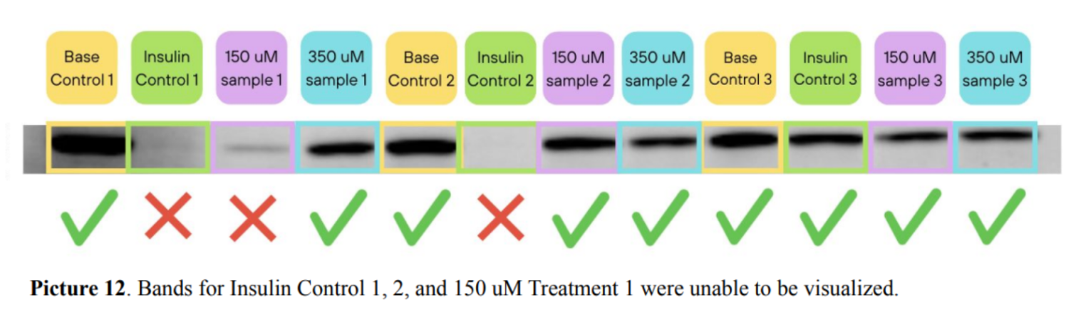 Picture 12. Bands for Insulin Control 1, 2, and 150 uM Treatment 1 were unable to be visualized.